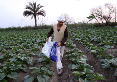 بوادر أزمة طاحنة على الزراعات الصيفية تصوير: مجدي إبراهيم